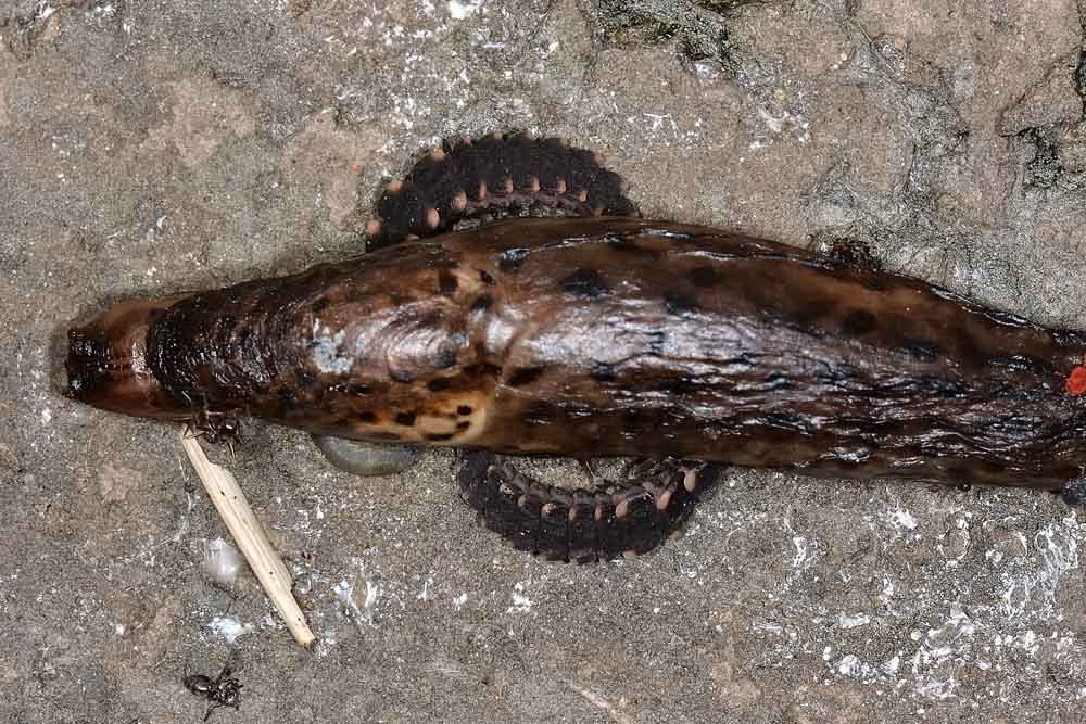 Lucciole predatrici:  Lampyris noctiluca